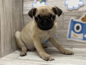 ③パグ　￥327,800(税込)→6/5まで￥239,800(税込)