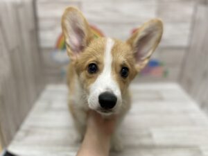 ⑥ウェルシュコーギーペンブローク　￥360,800(税込)→6/5まで￥250,800(税込)