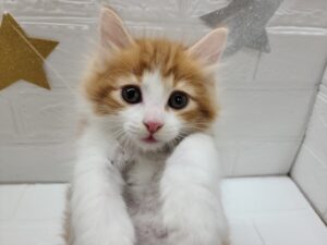 ➃ノルウェージャンフォレストキャット￥317,900(税込)→5/6まで￥284,900(税込)