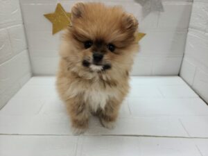 ①ポメラニアン￥317,900(税込)→5/6まで￥284,900(税込)