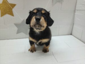 ⑤ミニチュアダックスフンド(ロング)￥262,900(税込)→5/6まで￥229,900(税込)
