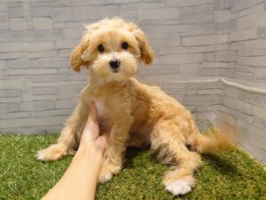 MIX(マルチーズ×トイプードル) ￥108,900(税込)