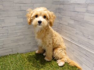 MIX(マルチーズ×トイプードル) ￥108,900(税込)→7/23￥86,900（税込）