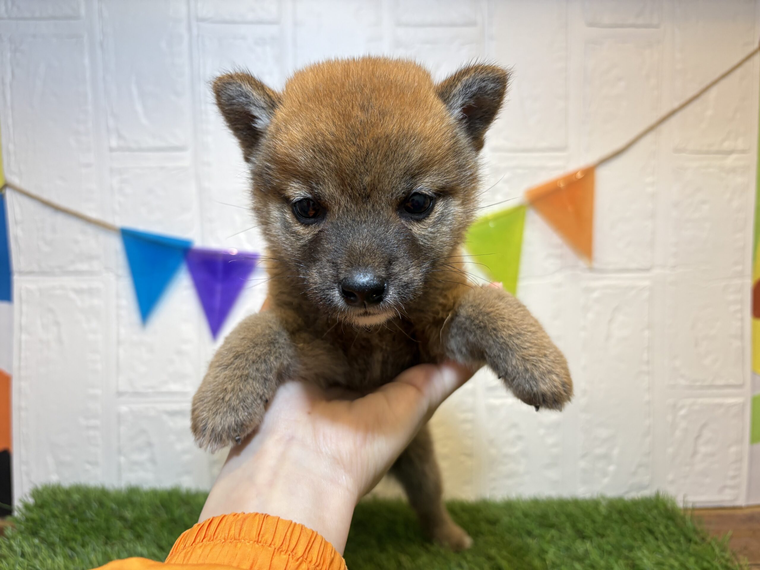 ⑰柴犬