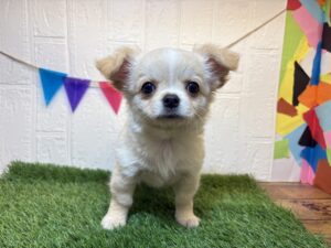 ⑨チワワ(ロング)￥185,900(税込)→4/28まで￥152,900(税込)