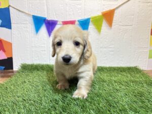 ⑥ミニチュアダックスフンド(ロング)￥240,900(税込)→5/5まで￥207,900(