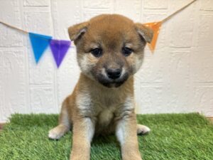 ⑧柴犬251,900(税込)→5/5まで￥218,900(税込）