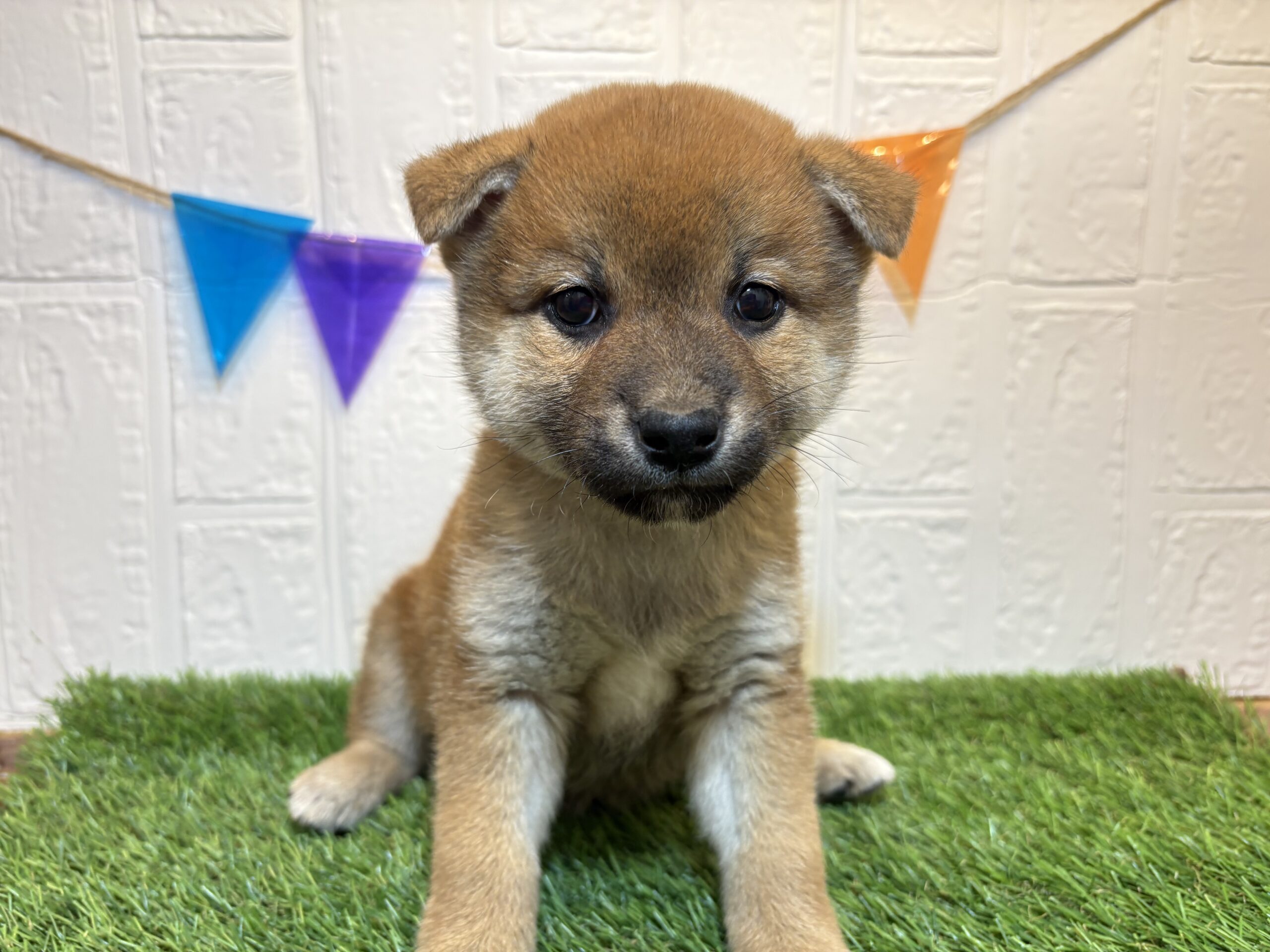 ⑧柴犬