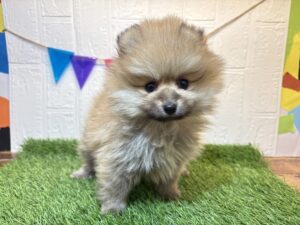 ③ポメラニアン