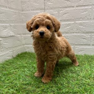 トイプードル　￥471,900(税込)→5/6(火)まで￥427,900(税込)