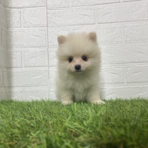 ポメラニアン￥262,900(税込)→5/6(火)まで￥207,900(税込)