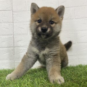 柴犬￥295,900(税込)→５/6(火)まで￥262,900(税込)