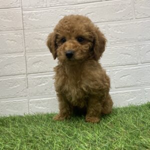 トイプードル￥262,900(税込)