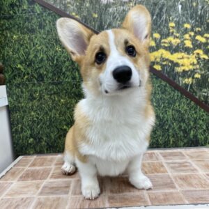 ウェルシュコーギーペンブローク　￥185,900(税込)