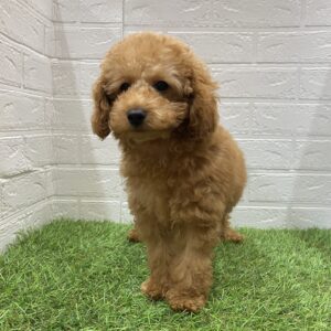 トイプードル￥185,900(税込)