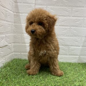 トイプードル￥141,900(税込)