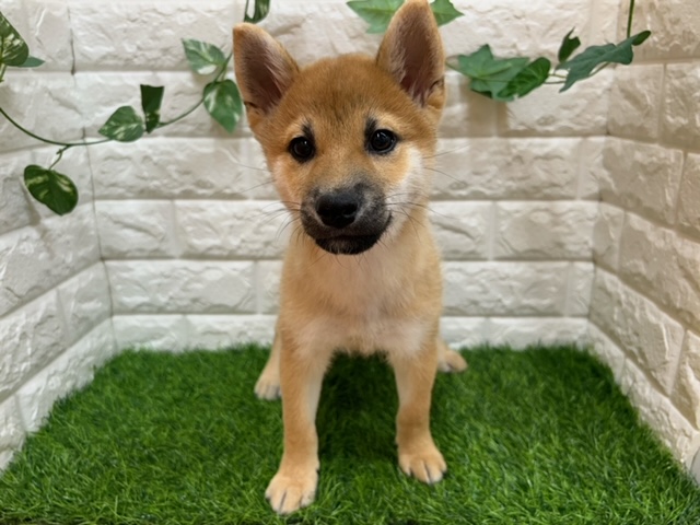 柴犬