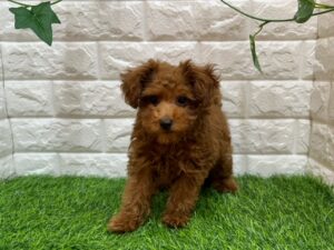 トイプードル￥284,900(税込)→￥5/6まで￥251,900(税込)