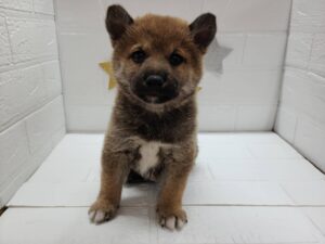 ⑩柴犬alt=
