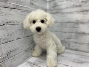 ②ビションフリーゼ　￥283,800(税込)→6/22まで￥195,800(税込)