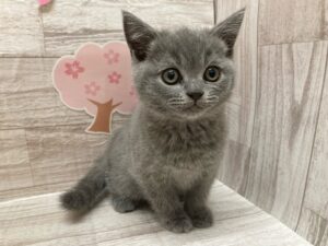 ⑥ブリティッシュショートヘアー　