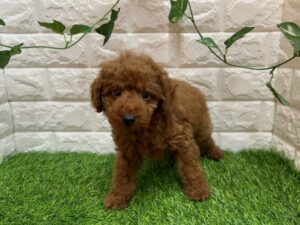 トイプードル￥207,900(税込)→5/6まで￥174,900(税込)