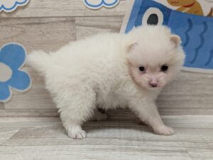 ①ポメラニアン　￥261,800(税込)