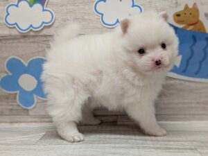 ②ポメラニアン　￥250,800(税込)