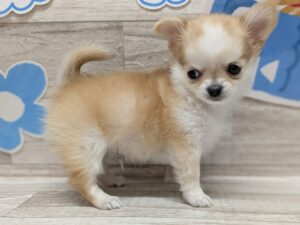 ③チワワ(ロング)　￥272,800(税込)