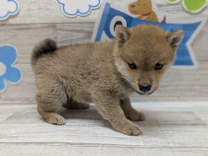 ⑧豆柴　￥316,800(税込)