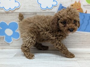 トイプードル　￥217,800(税込)