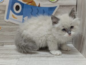 ラグドール　￥217,800(税込)