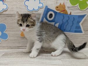 アメリカンカール　￥162,800(税込)