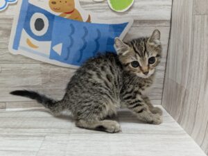 アメリカンカール　￥173,800(税込)