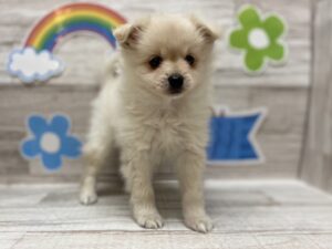 ➀Mix(ポメラニアン×チワワ)　￥217,800（税込）→6/9まで￥173,800(税込）
