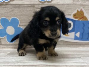 ➂ミニチュアダックスフンド　￥294,800(税込)→6/5まで￥261,800(税込)