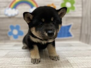 ⑦柴犬　￥283,800（税込）