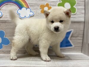 ⑧柴犬　￥272,800(税込)