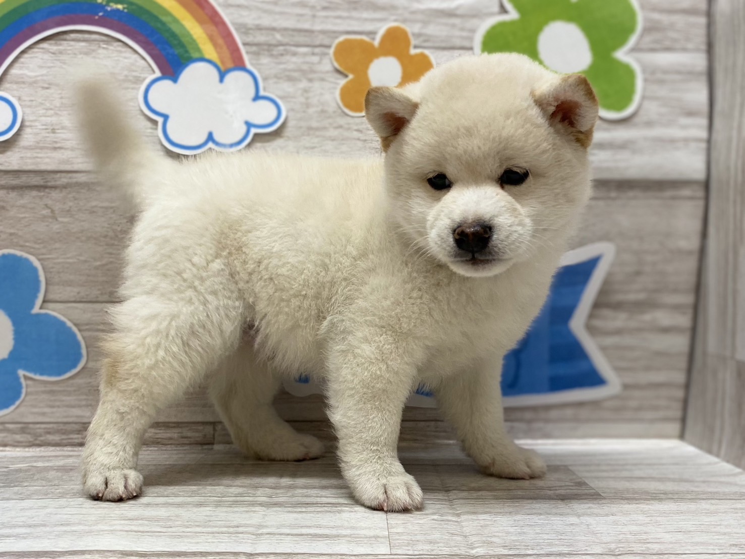 ⑧柴犬