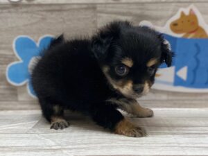 ➁チワワ　￥283,800（税込）