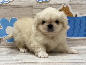 ➃ペキニーズ　￥327,800（税込）