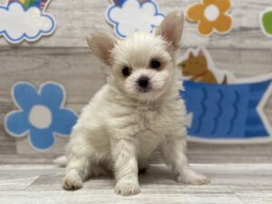 ➄Mix（マルチーズ×チワワ）　￥261,800（税込）
