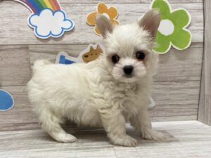 ⑥Mix（マルチーズ×チワワ）　￥250,800（税込）