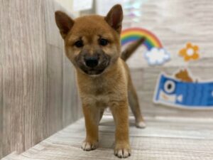 ⑦柴犬　￥217,800（税込）