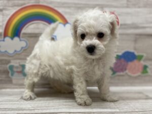 ➂ビションフリーゼ　￥283,800(税込)→6/2まで￥217,800（税込）