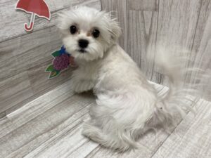 ④Mix(チワワ×マルチーズ)　￥305,800(税込)→6/5まで￥151,800(税込)