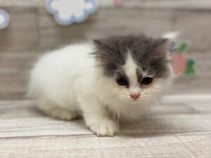 ➀キンカロー　￥195,800(税込)