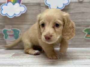 ➁ミニチュアダックスフンド　￥217,800(税込)