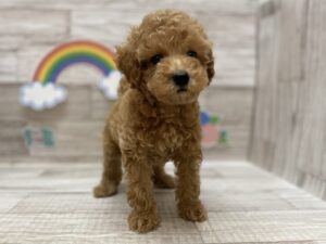 ⑥トイプードル　￥261,800(税込)