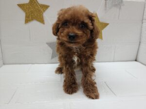 トイプードル￥328,900(税込)→5/6まで￥295,900(税込)